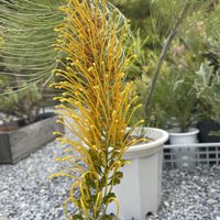 グレビレア,オージー　プランツ,オーストラリア,ネイティブフラワー, グレビレアの画像