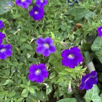 カリブラコア,ナス科,南アメリカ原産の画像