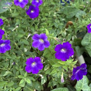 カリブラコア,ナス科,南アメリカ原産の画像