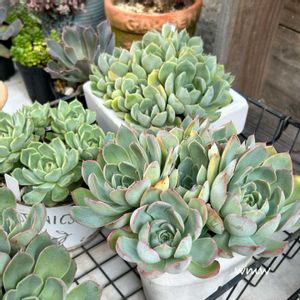 沙羅姫牡丹,沙羅姫牡丹,白雪姫,白雪姫,名無しっコ丼の画像