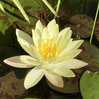 温帯スイレンの画像