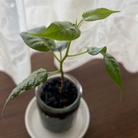 インドボダイジュ,観葉植物,わが家の観葉植物❢,フィカス属,観葉植物がスキの画像
