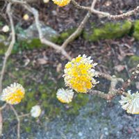 ミツマタの画像