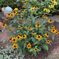 ナンテン,ベルガモット,レモンバーベナ,タピアン,ルドベキア タカオの画像