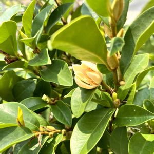 カラタネオガタマの画像