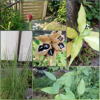 ボタン,ワレモコウ,ハンゲショウ,ヤブミョウガ,メリケンカルカヤの画像