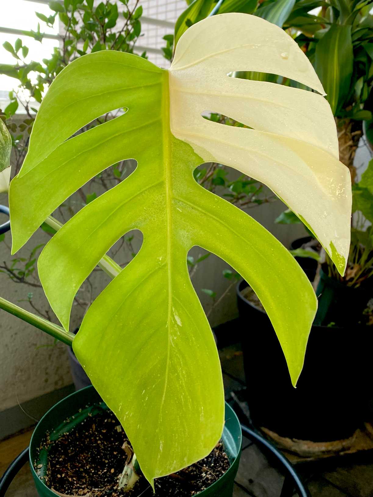 斑入りモンステラ トップカット株 成長記録｜🍀GreenSnap（グリーン