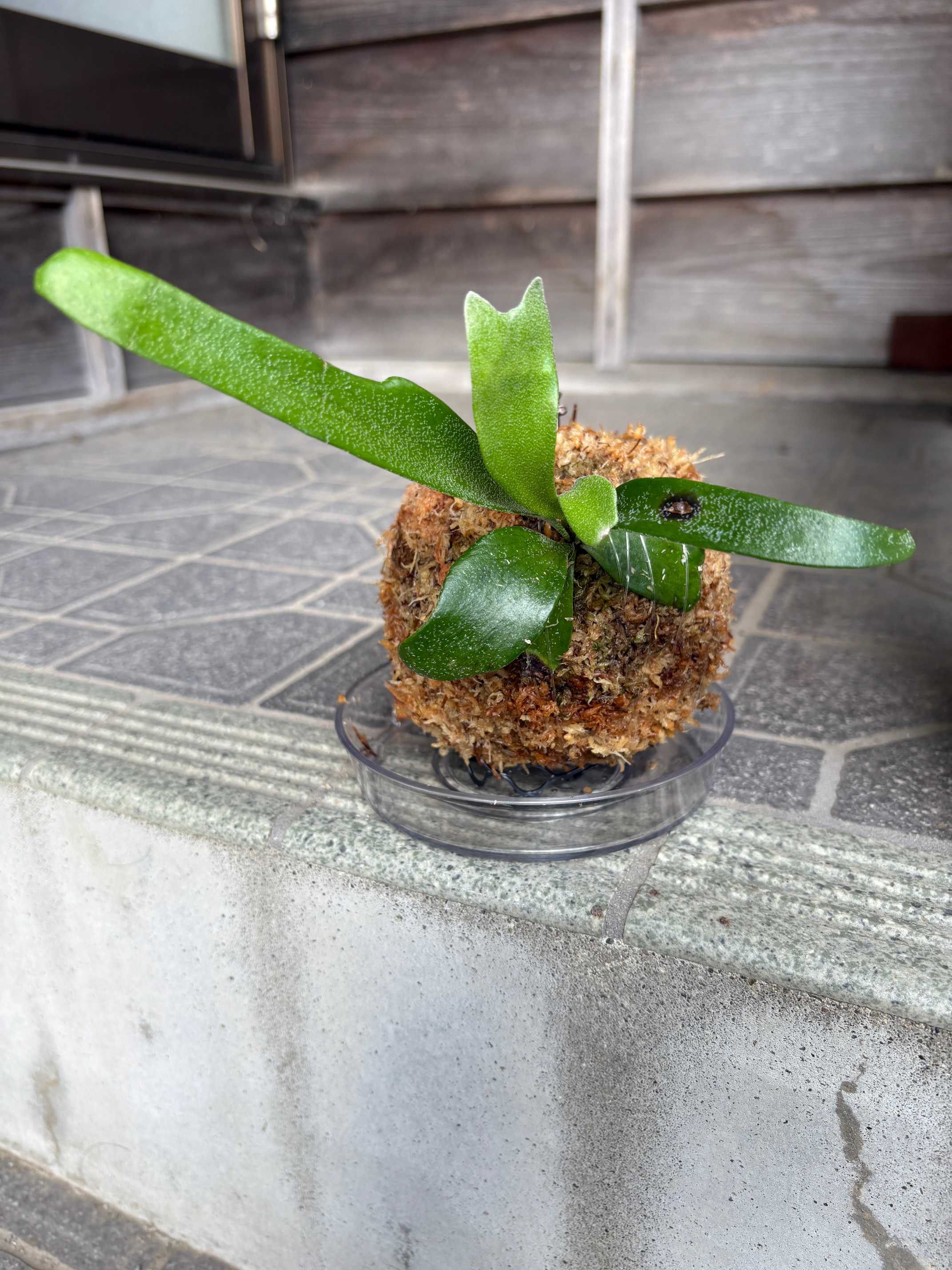 ビカク　シダ Platycerium_ビカクシダ | vandaka plants