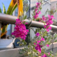 エレモフィラ・ニベア,エレモフィラの画像