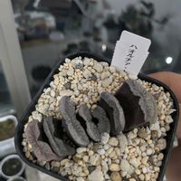 玉扇,万象,アフィニス,十二の巻 ワイドバンド,葉挿しの画像