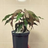 マンゴーの画像