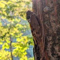 ハナミズキ,ユーパトリウムチョコラータ,木々,ミズキ,糸蜻蛉の画像