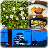 イワダレソウ,お出かけ先の画像