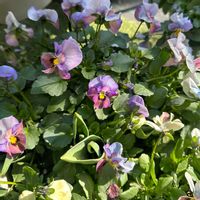 チューリップ,ビオラ,ロカハーツ ホルシス,ビオラ ロカハーツ ホルシス,ダブルデッカーの画像