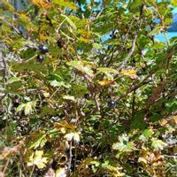 グーズベリー,湖岸のお散歩,Prickly currant,Bristly black gooseberry,Swamp black currantの画像