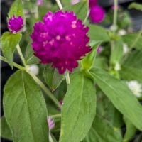 センニチコウ,千日紅,センニチコウ（千日紅）,信州大好き⛰️,ピンクの花の画像
