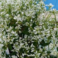 ユーフォルビア ダイヤモンドスター,花のある暮らし,多様性を愛する会,白い水曜日♡,人に優しくの画像