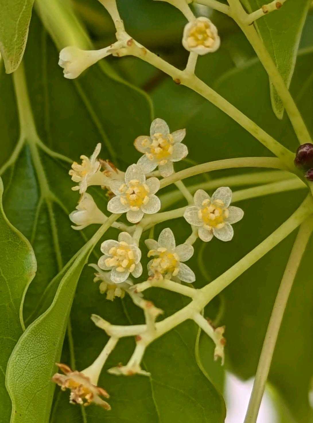 楠実 クスノキの実の一覧｜🍀GreenSnap（グリーンスナップ）