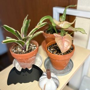 アジアンタム,シンゴニウム,アジアンタム フリッツルーシー,ニデラリウム ファイヤーボール,観葉植物の画像