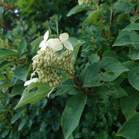 ノリウツギ,落葉低木の画像