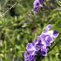 デュランタ,バーベナ,ランタナ,イワダレソウ,スマホ撮影の画像