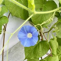 アサガオ,朝の散歩道,短歌,平和に感謝の画像