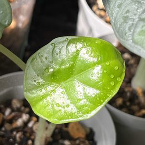 アロカシア,クワズイモ斑入り,アロカシア・メロ,アロカシア•ニンジャ,アロカシア チャイの画像