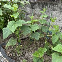 スイカ,レモン,とうもろこし,里芋,きゅうりの画像