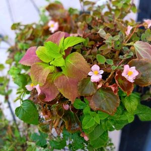 花のある暮らし,ハンギングバスケット,平和を願う,しぞーか勢,おうち園芸の画像