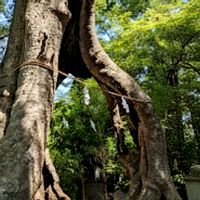 ケヤキ,コスモス,テッポウユリ,バタフライピー,陽炎の画像