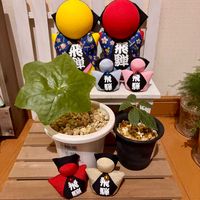 ウラシマソウ,ハッカクレン,ハッカクレン,亀甲斑ウラシマソウ,山野草の画像