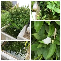 エゴノキ,エゴノキ,カキツバタ,サルスベリ,ミソハギの画像