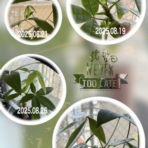 パキラ,Table Plants パキラ (テーブルプランツ) ,成長記録,窓辺の癒し,テーブルプランツの画像
