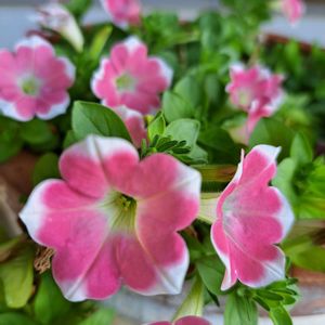 サフィニアアート,サフィニアアート・ももいろハート,サフィニアアート　小梅ちゃん,鉢植え,サントリー フラワーズの画像