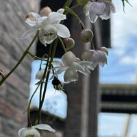 ライラック,アナベルの画像