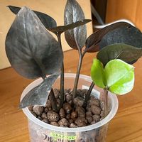 ザミオクルカス,ザミオクルカス,ザミオクルカス  レイヴン,観葉植物,ハイドロカルチャーの画像