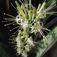 サンスベリア,ヒペリカム,キジトラ猫,白い水曜日♡,キジトラ部の画像