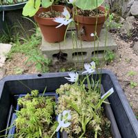 ポポー,そら豆,ミズゴケ,サギソウ 銀河,サギソウ 銀河の画像