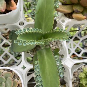 セイロンベンケイソウ,マルニエリアナ,多肉植物,葉っぱ,子沢山の画像