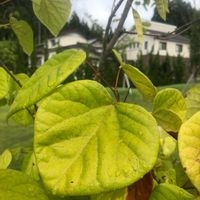 ハナズオウの画像