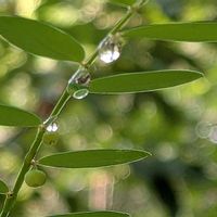 トレニア,トレニア,ヤブラン,コミカンソウ,ヤブランの実の画像