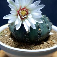 ギムノカリキウム,瑞昌玉,ユーフォルビア ホワイトゴースト,アシダンセラ,アゲハ（ナミアゲハ）の画像