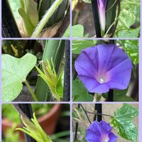 アサガオ,イポメア,ユリ,オミナエシ(女郎花),ヒルガオ科の画像