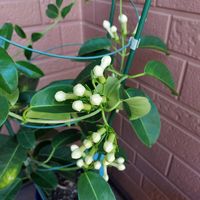 マダガスカルジャスミン,庭の画像