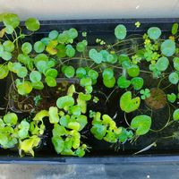 ウォーターマッシュルーム,アマゾンフロッグピット,ウォータークローバー,斑入り ホテイアオイ,ガガブタの画像