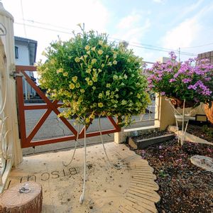 スーパーチュニア　ビスタミニ,サニープリンセス,ハンキング,ハンギングバスケット,PWの画像