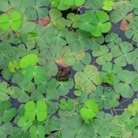 ウォータークローバー,ウォータークローバー,ウォータークローバー,タカサブロウ,ヌマガエルの画像