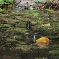 ウォータークローバー,ウォータークローバー,ウォータークローバー,ウォータークローバー,タカサブロウの画像