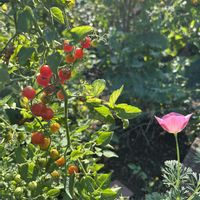 ポピー,スプーントマト,庭の画像