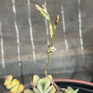 アドロミクス永楽,アドロミクス永楽,多肉植物の花芽,多肉植物,開花の画像